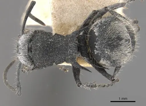 Polyrhachis senilis - CASENT0910824