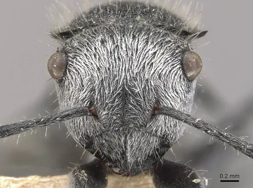 Polyrhachis senilis - CASENT0910824