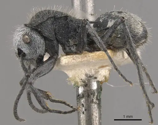 Polyrhachis senilis - CASENT0910824