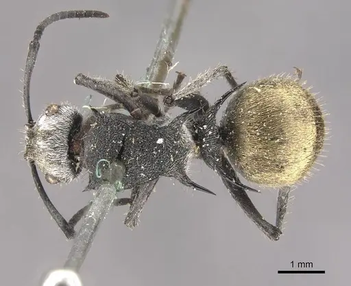 Polyrhachis senilis - CASENT0910825