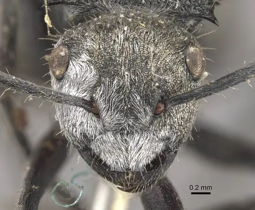 Polyrhachis senilis - CASENT0910825