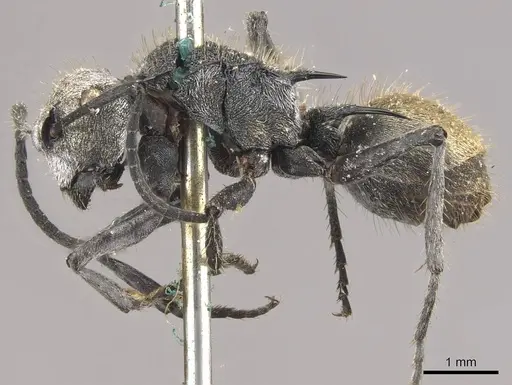 Polyrhachis senilis - CASENT0910825