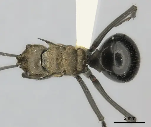 Polyrhachis sericata specimen
