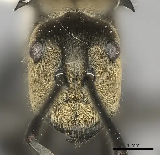 Polyrhachis sericata specimen