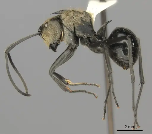 Polyrhachis sericata specimen