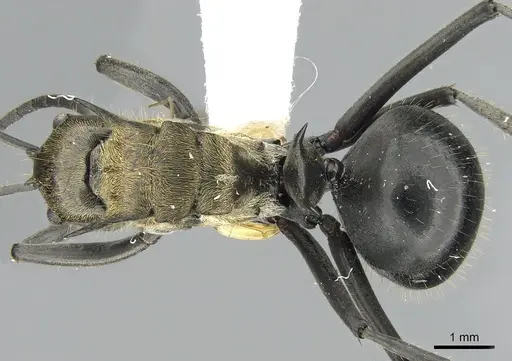 Polyrhachis sericata - CASENT0281390