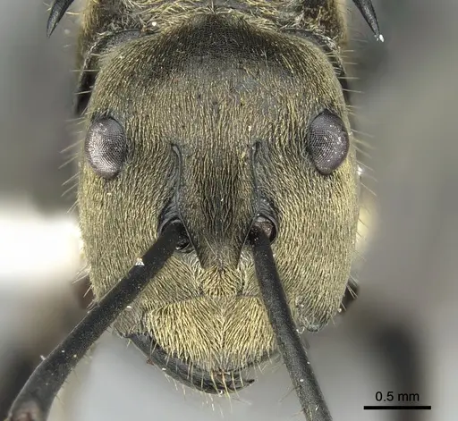 Polyrhachis sericata - CASENT0281390