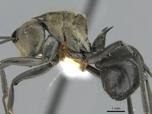 Polyrhachis sericata - CASENT0281390