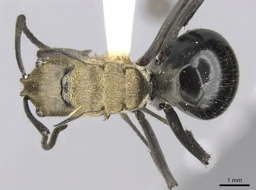 Polyrhachis sericata - CASENT0906808