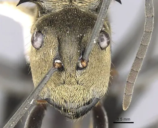 Polyrhachis sericata - CASENT0906808