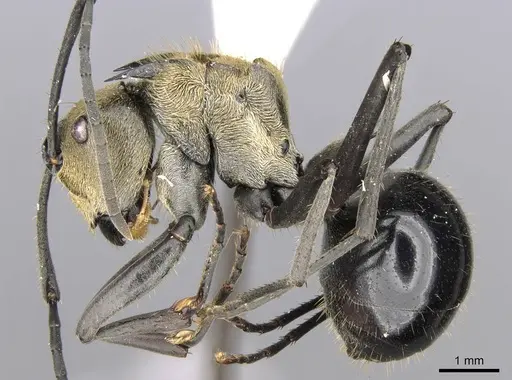 Polyrhachis sericata - CASENT0906808