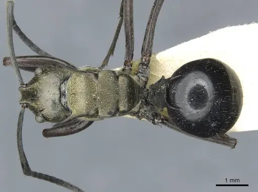 Polyrhachis sericata - CASENT0910926