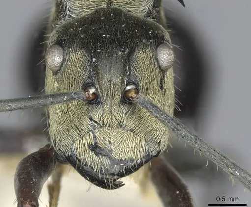 Polyrhachis sericata - CASENT0910926