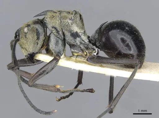 Polyrhachis sericata - CASENT0910926