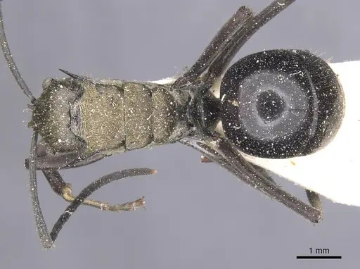 Polyrhachis sericata - CASENT0912139