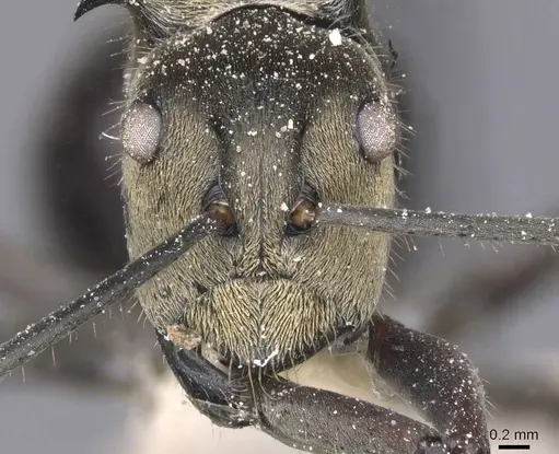 Polyrhachis sericata - CASENT0912139