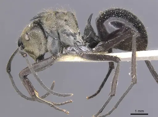 Polyrhachis sericata - CASENT0912139