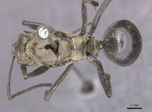 Polyrhachis sericata - CASENT0913681