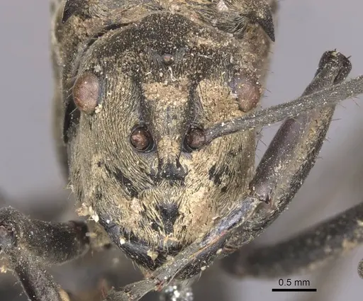 Polyrhachis sericata - CASENT0913681