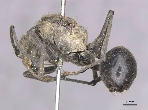 Polyrhachis sericata - CASENT0913681