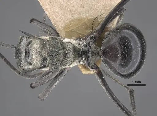 Polyrhachis sericata - CASENT0917287