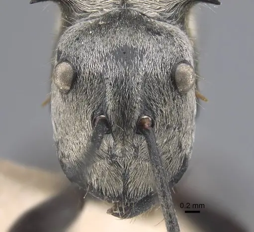 Polyrhachis sericata - CASENT0917287