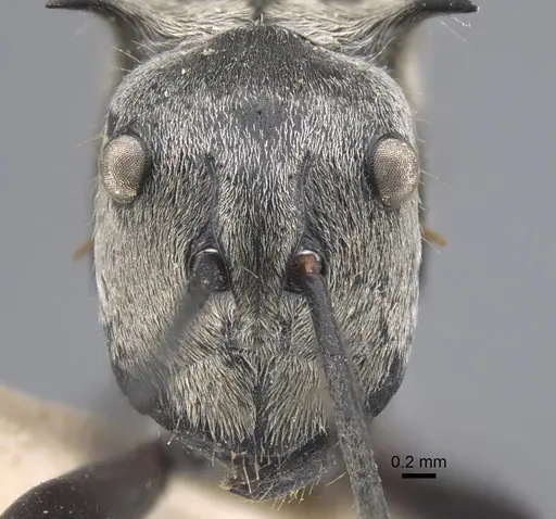 Polyrhachis sericata - CASENT0917287