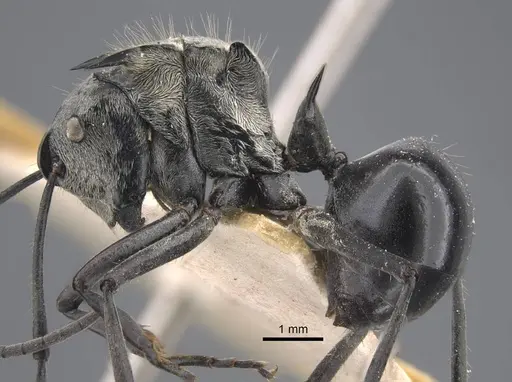 Polyrhachis sericata - CASENT0917287