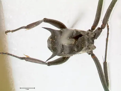 Polyrhachis sericata - FOCOL0575