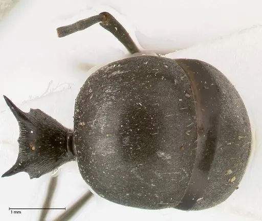 Polyrhachis sericata - FOCOL0575