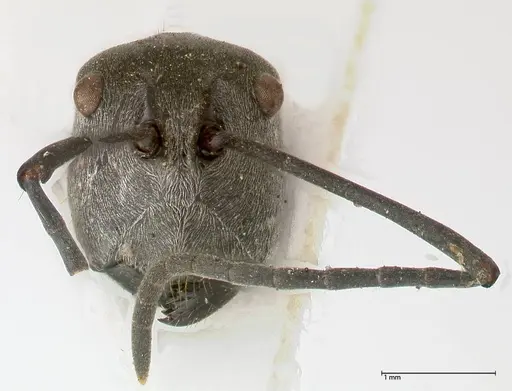 Polyrhachis sericata - FOCOL0575
