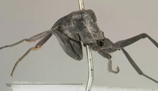 Polyrhachis sericata - FOCOL0575