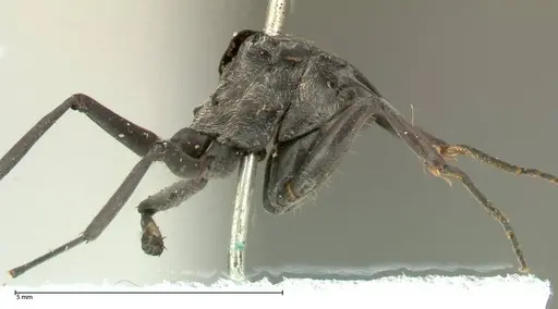 Polyrhachis sericata - FOCOL0575