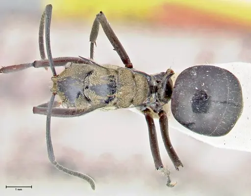 Polyrhachis sericata - FOCOL2627