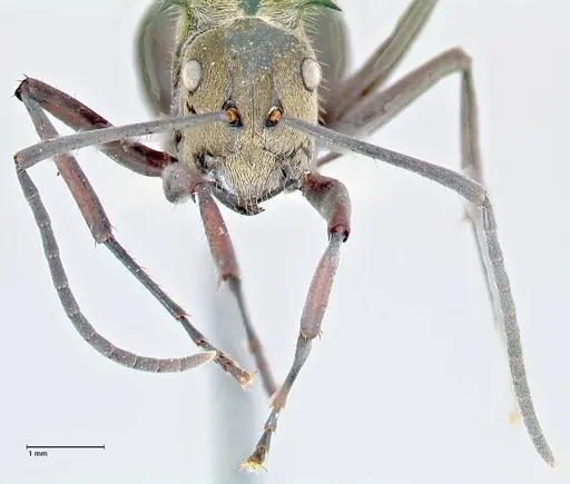 Polyrhachis sericata - FOCOL2627