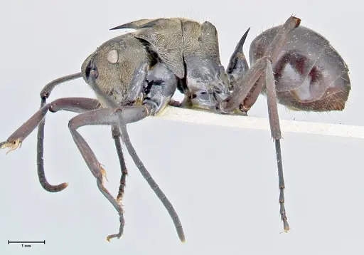 Polyrhachis sericata - FOCOL2627