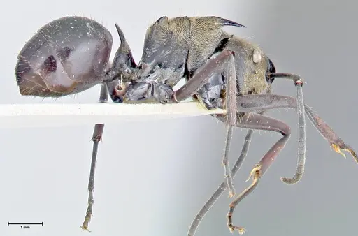 Polyrhachis sericata - FOCOL2627