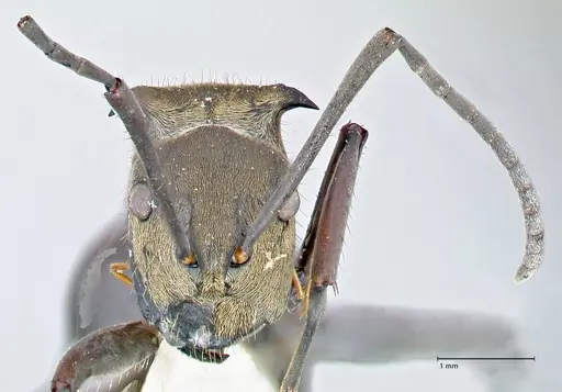 Polyrhachis sericata - FOCOL2628