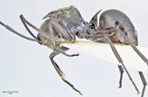 Polyrhachis sericata - FOCOL2628