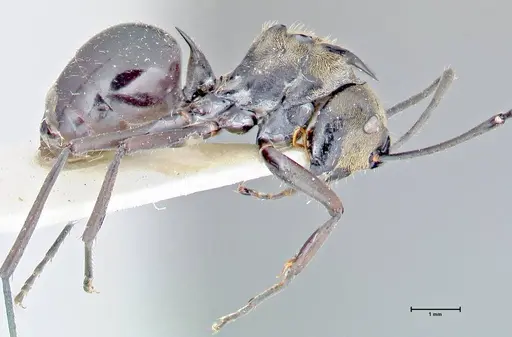 Polyrhachis sericata - FOCOL2628