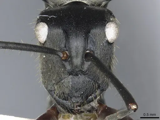 Polyrhachis sericeopubescens specimen