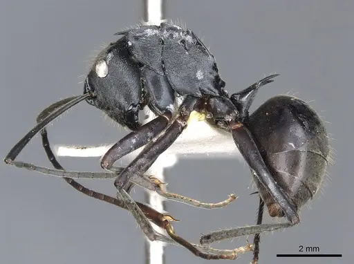 Polyrhachis sericeopubescens specimen
