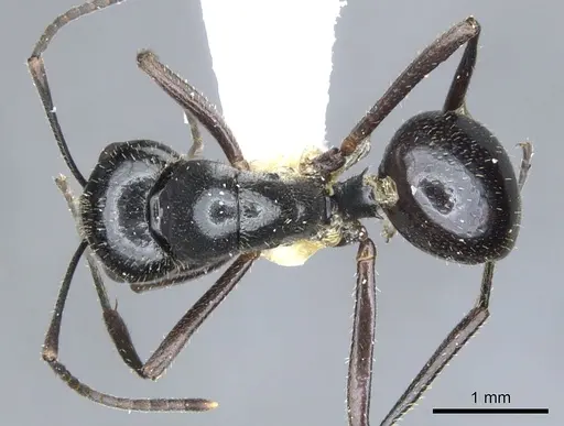 Polyrhachis setosa specimen