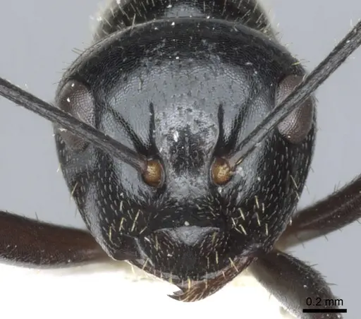 Polyrhachis setosa specimen