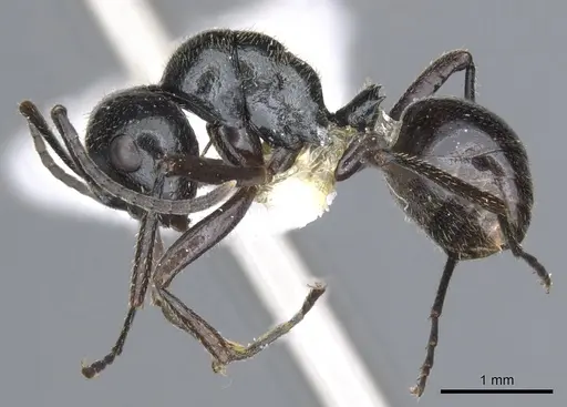 Polyrhachis setosa specimen