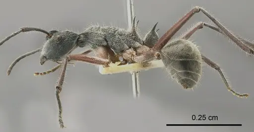 Polyrhachis sexspinosa specimen