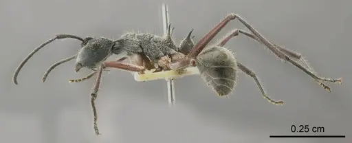 Polyrhachis sexspinosa specimen