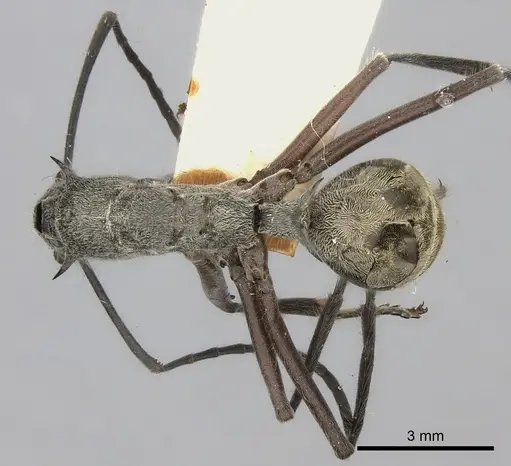 Polyrhachis sexspinosa - CASENT0217802