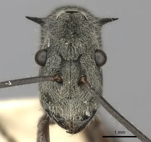 Polyrhachis sexspinosa - CASENT0217802