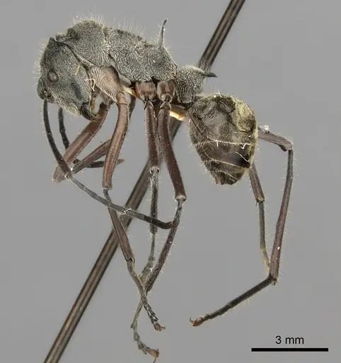 Polyrhachis sexspinosa - CASENT0217802